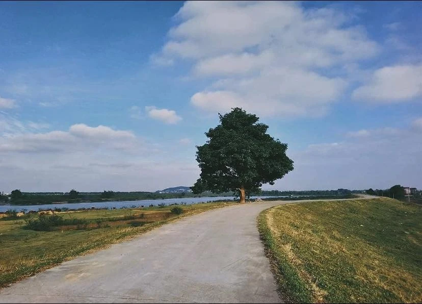 Ghé thăm cây cô đơn có trong MV “Bắc Bling” của Hòa Minzy