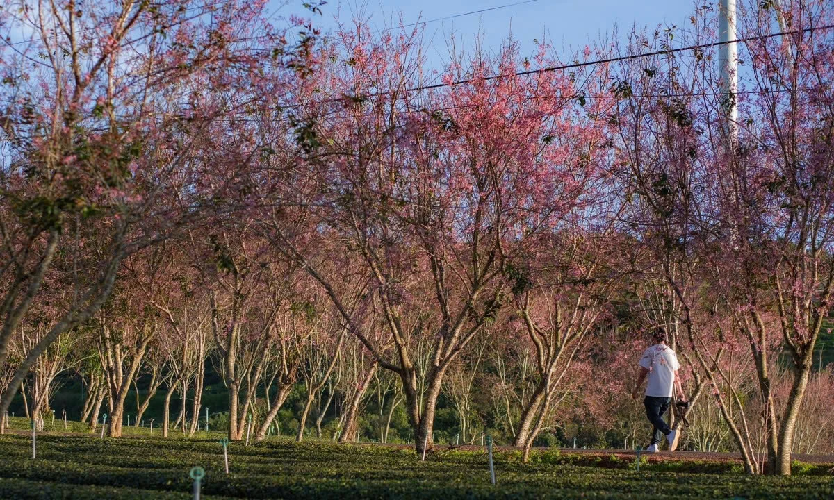 Lên Đà Lạt “săn” ảnh hoa mai anh đào