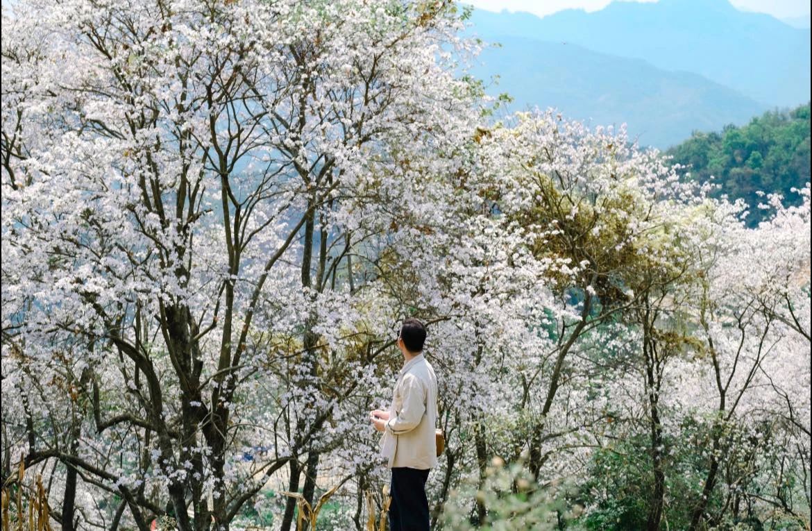 Lạc bước giữa rừng ban ‘’cổ tích’’ ở Điện Biên