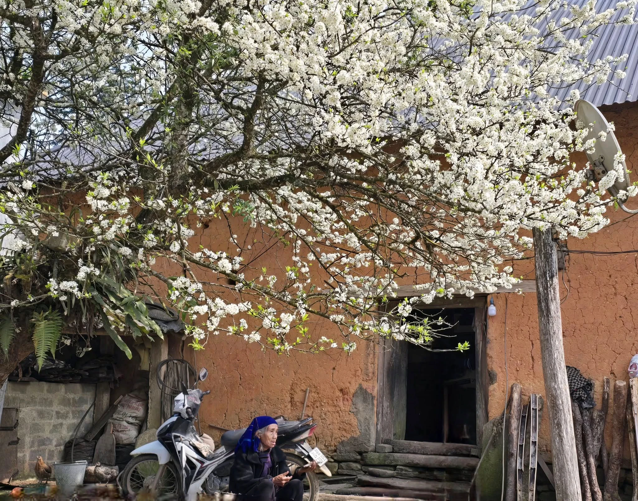 Ghé thăm Y Tý, chiêm ngưỡng “cụ mận” khoe sắc