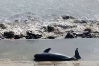 Nhiều 'quái ngư' từng dạt vào bờ gây xôn xao