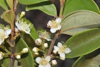 Chạy đua với thời gian cứu 'cây thây ma' ở Australia khỏi nguy cơ tuyệt chủng