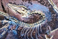 Hóa thạch 'khủng long biết bay' chứng minh thuyết tiến hóa của Darwin đúng 