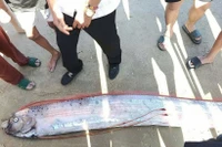 Cá mái chèo dạt vào bờ biển Lâm Đồng, loài 'bí ẩn của đại dương'... hiếm thấy