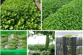 Công ty Thực phẩm Huy Hoàng trúng loạt gói thầu suất ăn học đường tại TP HCM