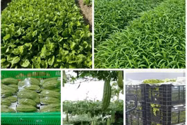 Công ty Thực phẩm Huy Hoàng trúng loạt gói thầu suất ăn học đường tại TP HCM