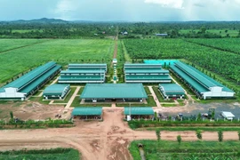 Thaco Agri: Lãi thấp, nợ cao, tổng tài sản vẫn áp đảo với hơn 67.000 tỷ đồng