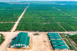 HAGL Agrico có lãi gộp nhưng lãi vay và khấu hao kéo lỗ ròng 113 tỷ