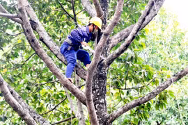 Gói thầu cây xanh tại Cần Giuộc: Tiêu chí “tạo hình” trở thành rào cản?