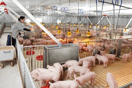 Dabaco bị phạt 385 triệu đồng do vi phạm công bố thông tin