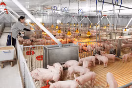 Dabaco bị phạt 385 triệu đồng do vi phạm công bố thông tin