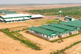 HAGL Agrico âm 18 quý liên tiếp, nâng lỗ lũy kế tiến gần 9.800 tỷ đồng