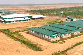 HAGL Agrico âm 18 quý liên tiếp, nâng lỗ lũy kế tiến gần 9.800 tỷ đồng