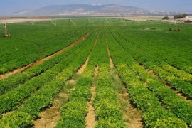 Pan Farm lãi lớn nhưng "ngập" trong nợ vay ngân hàng gấp 4 lần