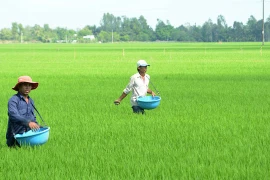 Hậu Giang: Liên danh Bội Thu – Khải Linh thắng gói thầu 6,8 tỷ
