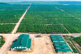 HAGL Agrico lỗ nặng thêm 61 tỷ đồng sau kiểm toán, lỗ lũy kế chạm 9.643 tỷ