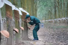 Cao su Tây Ninh lần đầu vượt mốc lãi trăm tỷ bán niên