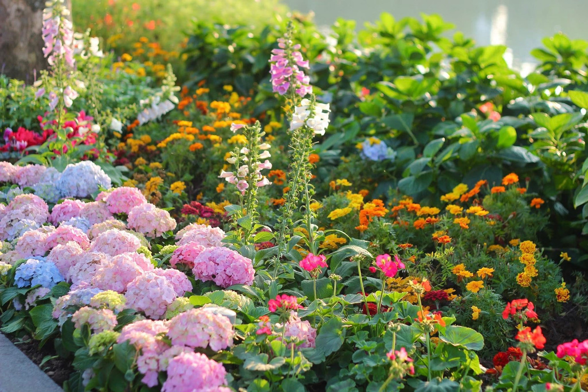 Những ngày này, khi Tết Nguyên đán đang cận kề, khu vực quanh hồ Gươm (Hoàn Kiếm, Hà Nội) như được khoác lên mình một "tấm áo mới" rực rỡ sắc màu. Hàng ngàn bông hoa khoe sắc khiến người dân và du khách không khỏi ngỡ ngàng, cứ ngỡ như đang lạc bước vào một khu vườn cổ tích giữa lòng thủ đô.