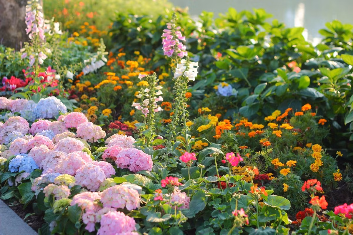 Những ngày này, khi Tết Nguyên đán đang cận kề, khu vực quanh hồ Gươm (Hoàn Kiếm, Hà Nội) như được khoác lên mình một "tấm áo mới" rực rỡ sắc màu. Hàng ngàn bông hoa khoe sắc khiến người dân và du khách không khỏi ngỡ ngàng, cứ ngỡ như đang lạc bước vào một khu vườn cổ tích giữa lòng thủ đô.