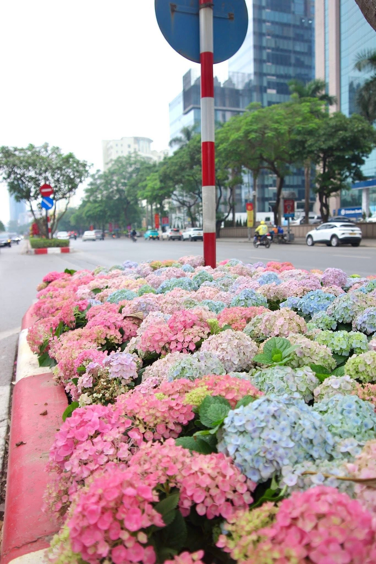 Một cư dân mạng dí dỏm bình luận: "Mọi khi tắc đường ở Trần Duy Hưng là nỗi ám ảnh, nhưng nay có tắc đường mà được ngắm hoa Cẩm Tú Cầu thế này thì thấy lòng cũng bớt hối hả, cảm giác như đang đi du lịch tại chỗ vậy!".
