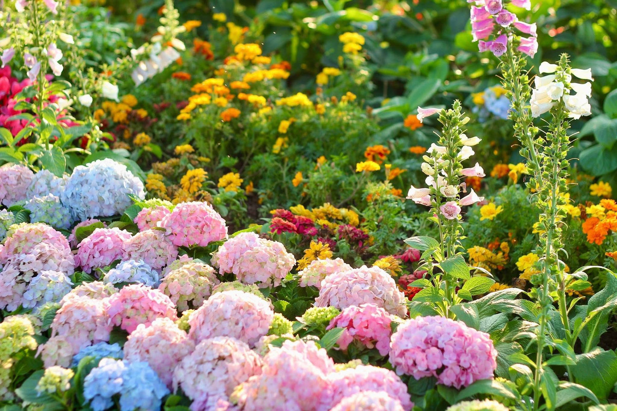 Vườn cẩm tú cầu với những quả cầu hoa tròn trịa với đủ sắc thái từ xanh lam, hồng phấn đến trắng tinh khôi được trồng san sát, tạo nên một dải lụa hoa mềm mại sát lối đi.