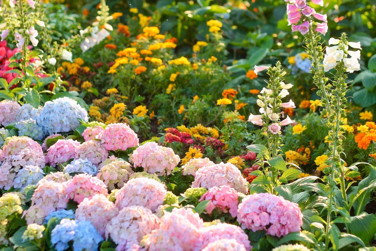 Vườn cẩm tú cầu với những quả cầu hoa tròn trịa với đủ sắc thái từ xanh lam, hồng phấn đến trắng tinh khôi được trồng san sát, tạo nên một dải lụa hoa mềm mại sát lối đi.