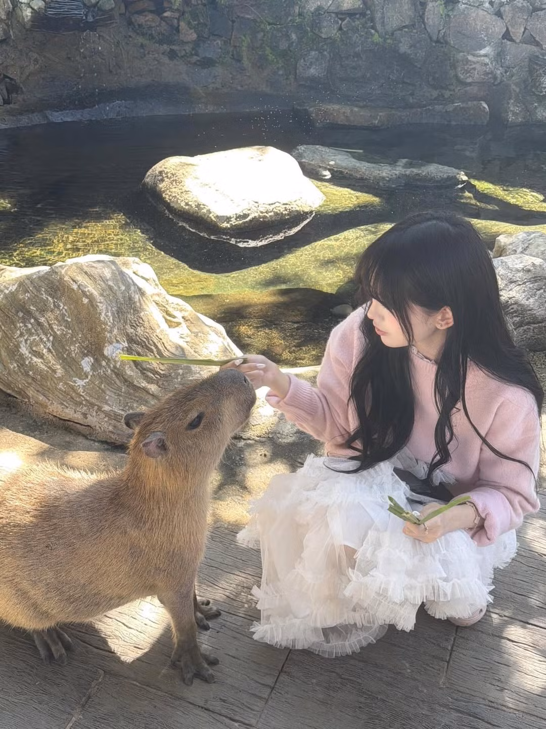 Điểm nhấn thú vị trong chuyến đi chính là khoảnh khắc Pun ân cần chăm sóc và cho những chú chuột lang nước (capybara) ăn. Sự thân thiện và tự nhiên của cô nàng nhận được "bão" tim từ người hâm mộ. (Ảnh: IGNV)