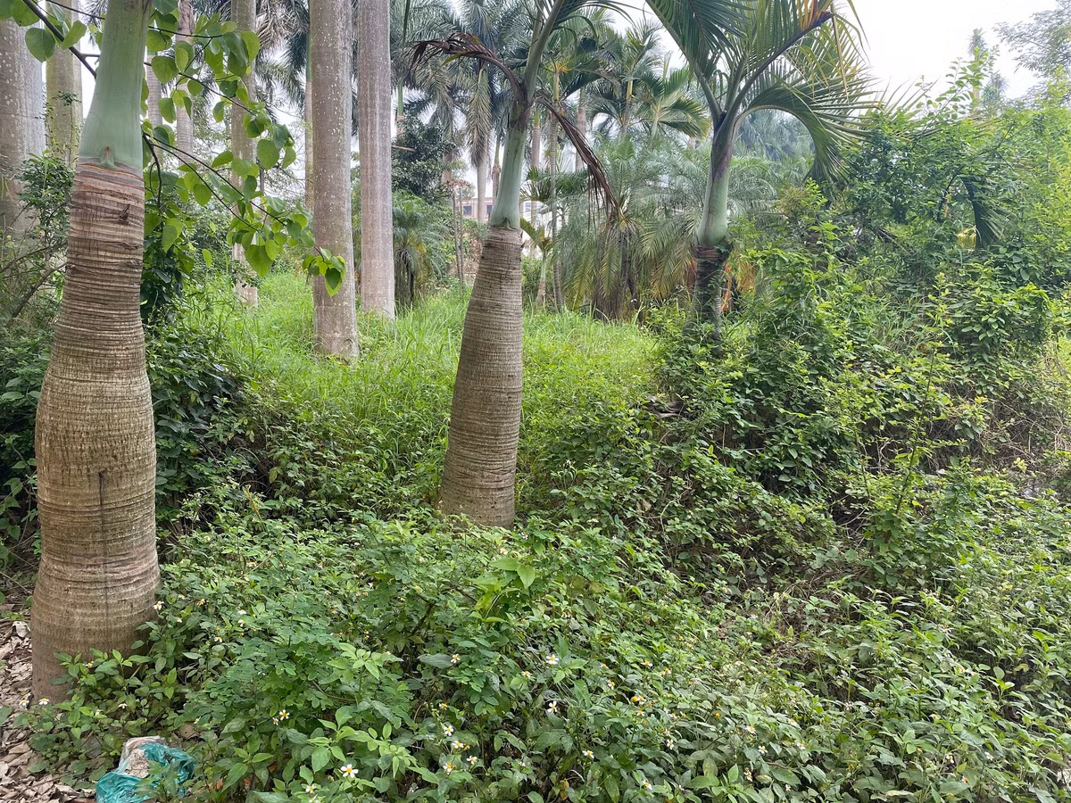 Thay vì những lối đi tản bộ, vườn hoa hay khu vui chơi, thứ hiện hữu bây giờ là cỏ dại mọc um tùm, có chỗ cỏ mọc cao quá đầu người.