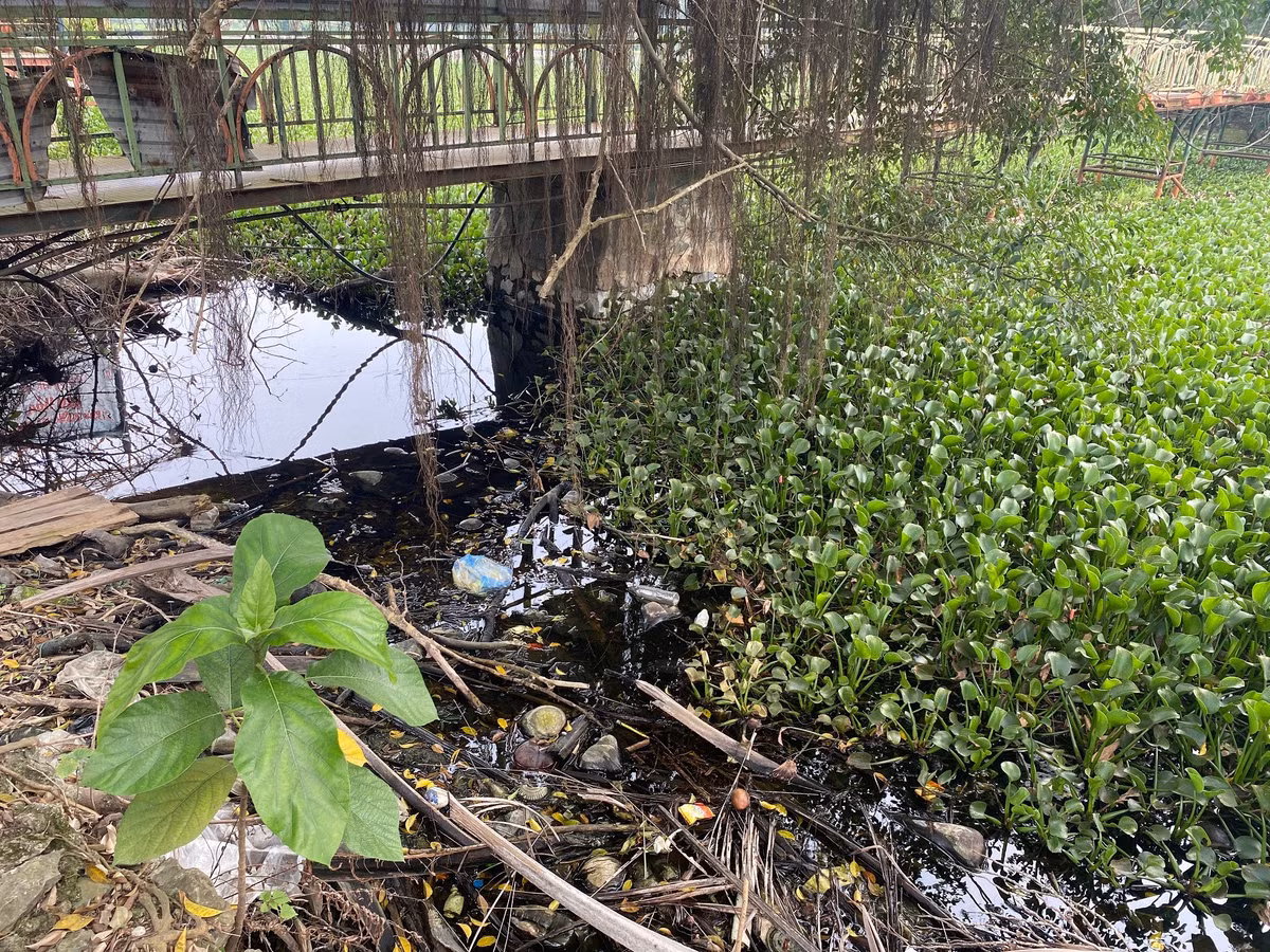 Một góc hồ nước trong khu sinh thái bị rác thải bủa vây. Bèo tây mọc dày đặc, che kín mặt hồ. Dưới làn nước đen ngòm là đủ loại rác thải sinh hoạt, chai lọ nhựa, túi nilon vứt bừa bãi.