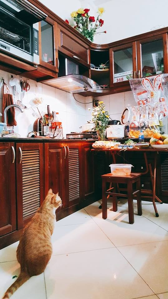 Ngay cả khi cá đã được đặt lên bàn thờ trang trọng, giữa khói hương nghi ngút, các chú mèo vẫn không bỏ cuộc. Chúng lặng lẽ ngồi dưới chân bàn, ngước nhìn lên với đôi mắt long lanh đầy hy vọng.