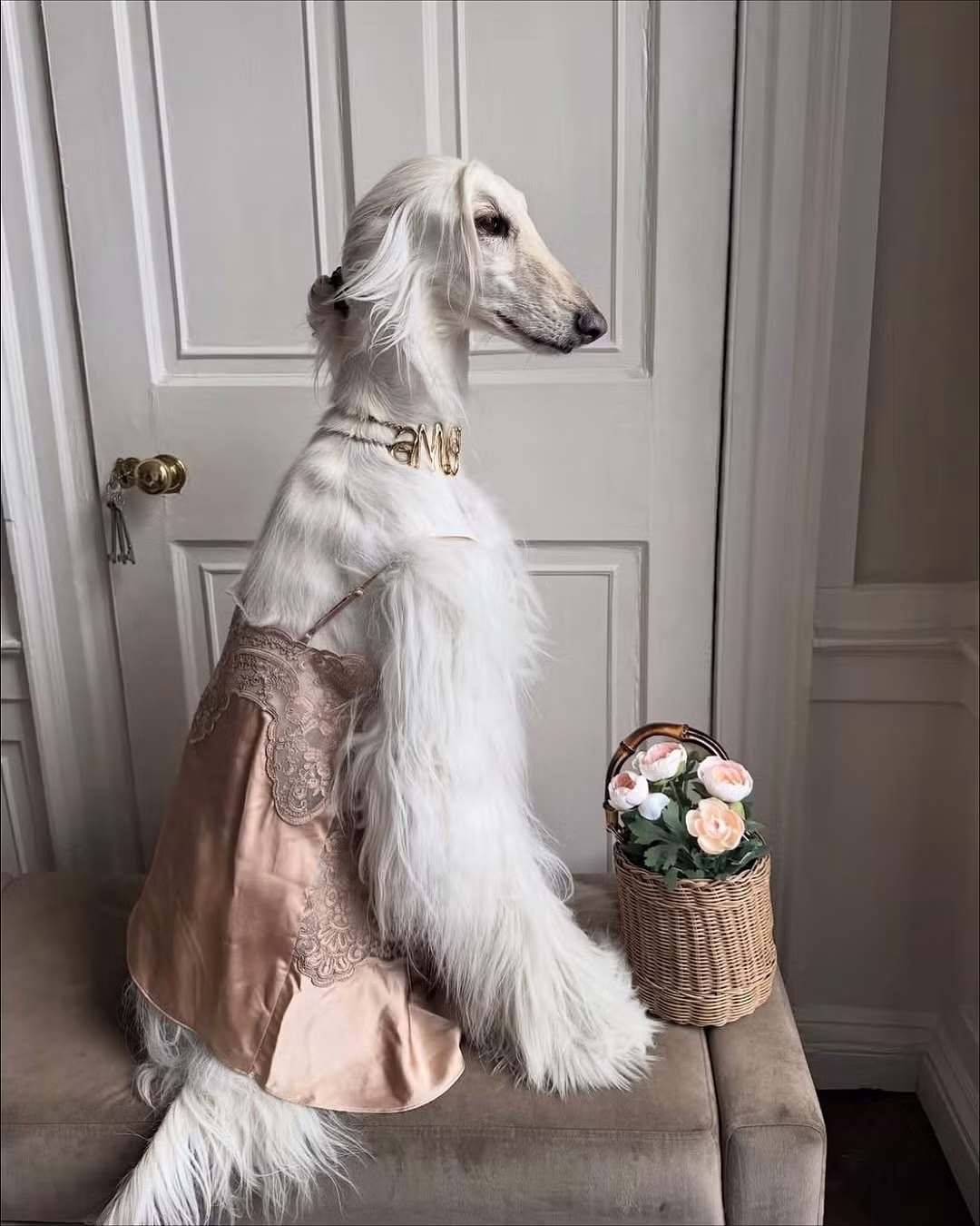 Nhiều cư dân mạng còn liên tưởng "cô nàng" là phiên bản bốn chân của nhân vật Samantha Jones trong bộ phim đình đám Sex and the City vì sự tự tin và cá tính khác biệt.