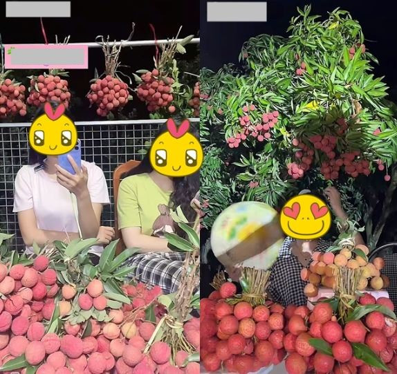 Hình thức livestream bán hàng được nhiều bạn trẻ tận dụng. Đặc biệt, hình thức livestream bán hàng đã được nhiều bạn lựa chọn bởi khả năng tương tác trực tiếp và chân thực. Qua những buổi phát sóng trực tiếp ngay tại vườn vải xanh mướt hay quầy hàng giản dị trên TikTok hay Facebook Live, các bạn sinh viên không chỉ giới thiệu sản phẩm một cách sống động, giải đáp mọi thắc mắc của khách hàng ngay lập tức, mà còn tạo dựng niềm tin và thu hút được lượng lớn đơn đặt hàng. Thậm chí, có bạn còn thuê cả dịch vụ vận chuyển để đảm bảo vải đến tay khách hàng ở thành phố nhanh chóng và tươi ngon nhất. Hơn nữa, mạng lưới cá nhân cũng được tận dụng tối đa, khi lời kêu gọi mua ủng hộ từ bạn bè, thầy cô và người thân đã giúp tiêu thụ một lượng đáng kể nông sản, đồng thời lan tỏa rộng rãi câu chuyện đẹp về những trái vải được chăm sóc kỹ lưỡng bằng cả tâm huyết. Những cách làm này không chỉ giúp gia đình tiêu thụ vải nhanh hơn, đạt giá tốt hơn mà còn góp phần quảng bá nông sản địa phương, mang đến một hình ảnh đẹp về thế hệ trẻ năng động, biết nghĩ cho gia đình và cộng đồng.