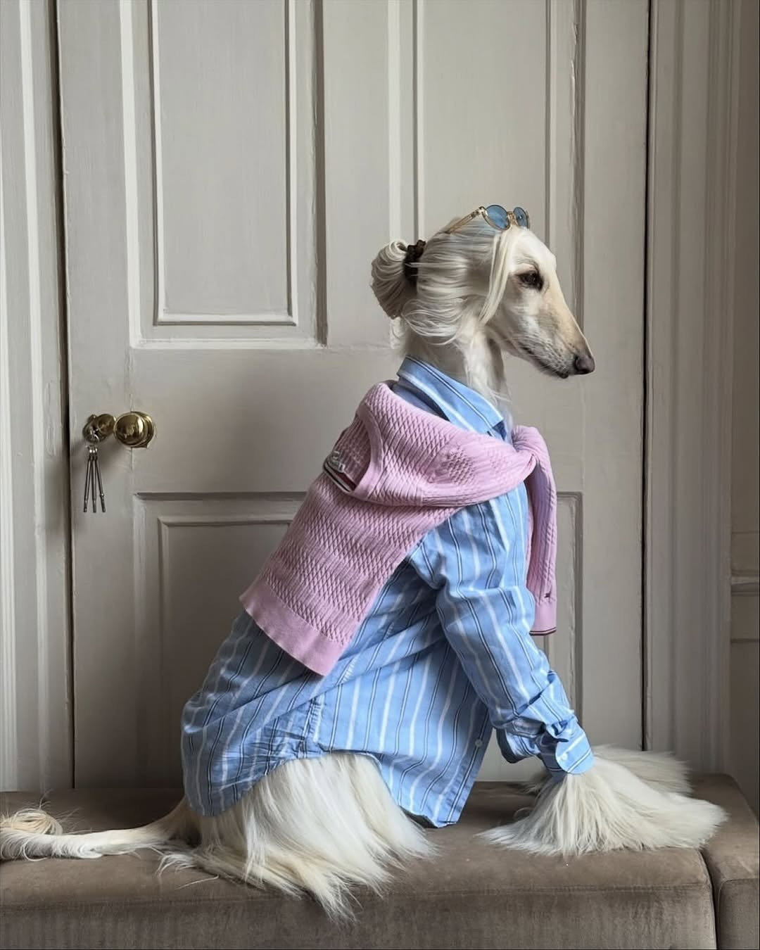 Trong thế giới của các "pet influencer" (thú cưng có sức ảnh hưởng), nếu Tika the Greyhound nổi tiếng với sự tinh nghịch, thì Samantha - một cô chó thuộc giống Afghan Hound đến từ Edinburgh, Scotland - lại đang thiết lập một tiêu chuẩn hoàn toàn mới về sự sang trọng và đẳng cấp.