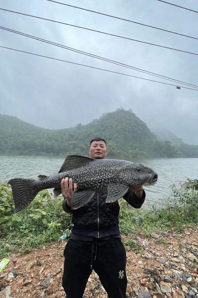 Chú cá mè ban đầu đã được biến hóa thành cá trắm đen, cá trắm trắng vô cùng mượt mà.