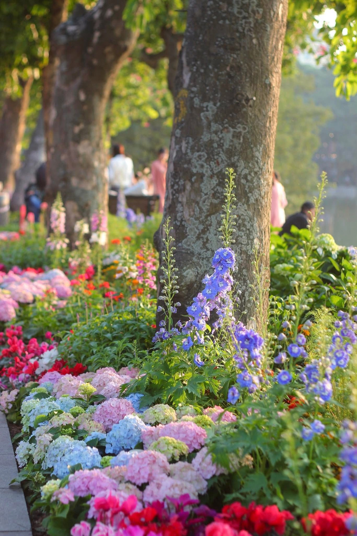 Sắc xanh biển và tím đậm của những nhành hoa phi yến này mang đến vẻ đẹp sang trọng, thanh thoát, thu hút mọi ánh nhìn.