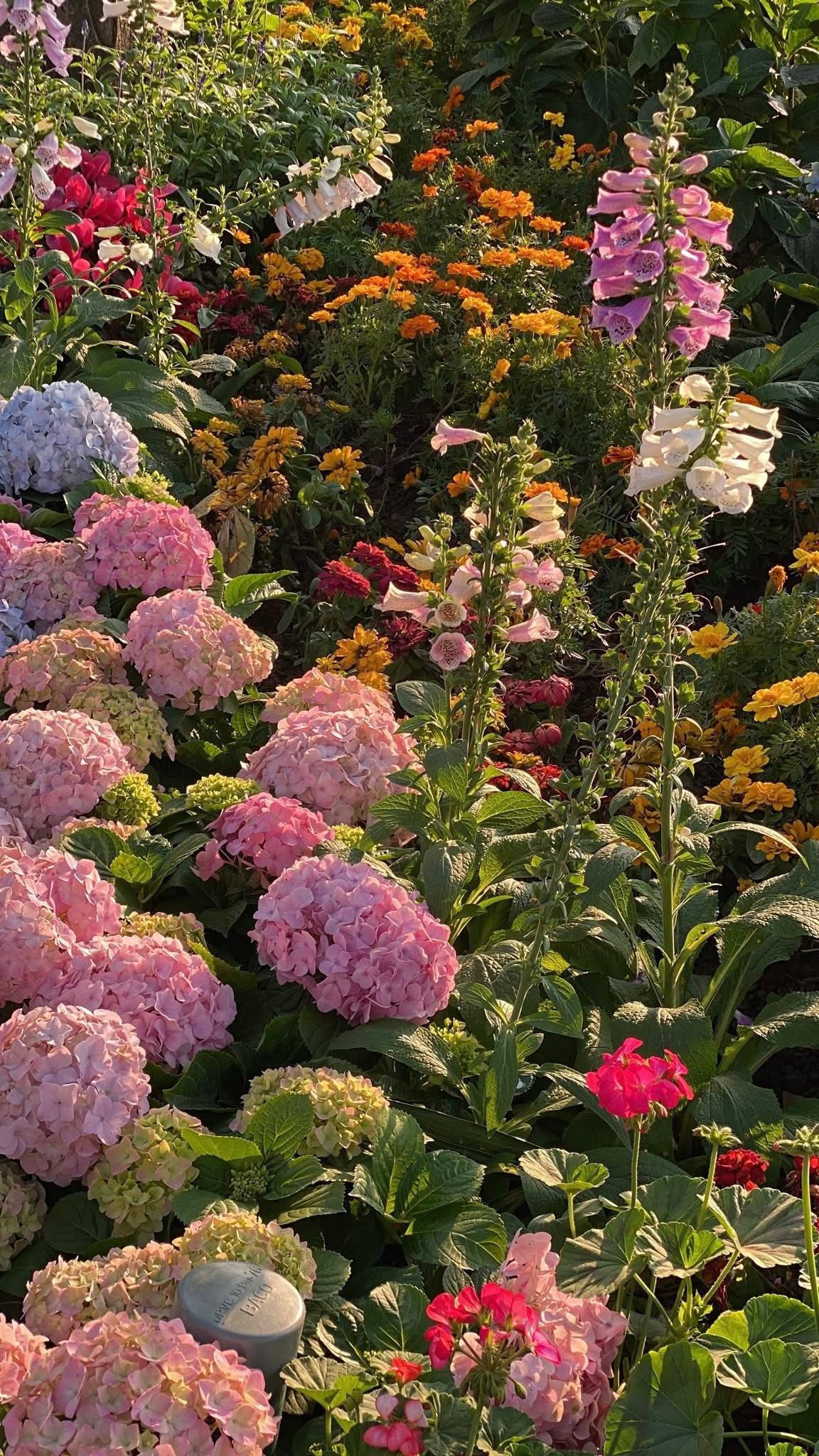 Không chỉ là nơi tản bộ, hồ Gươm những ngày này trở thành một "studio ngoài trời" khổng lồ. Trên khắp các trang mạng xã hội như Facebook, TikTok hay Instagram, những hình ảnh về thảm hoa hồ Gươm đang được chia sẻ với tốc độ chóng mặt.