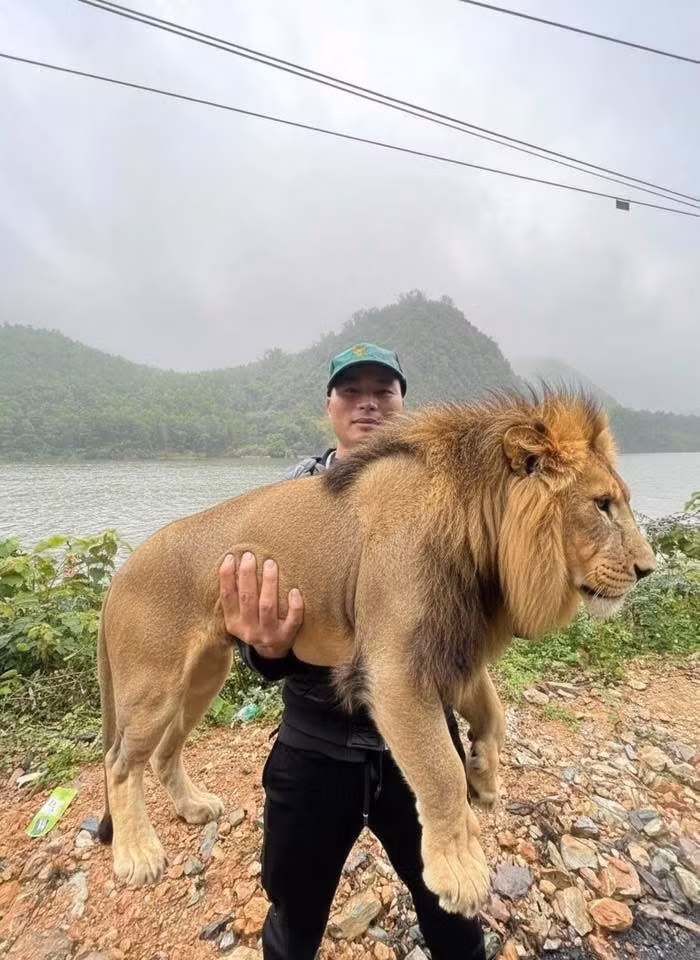 ...thậm chí còn bế trên tay cả một chú sư tử to lớn.