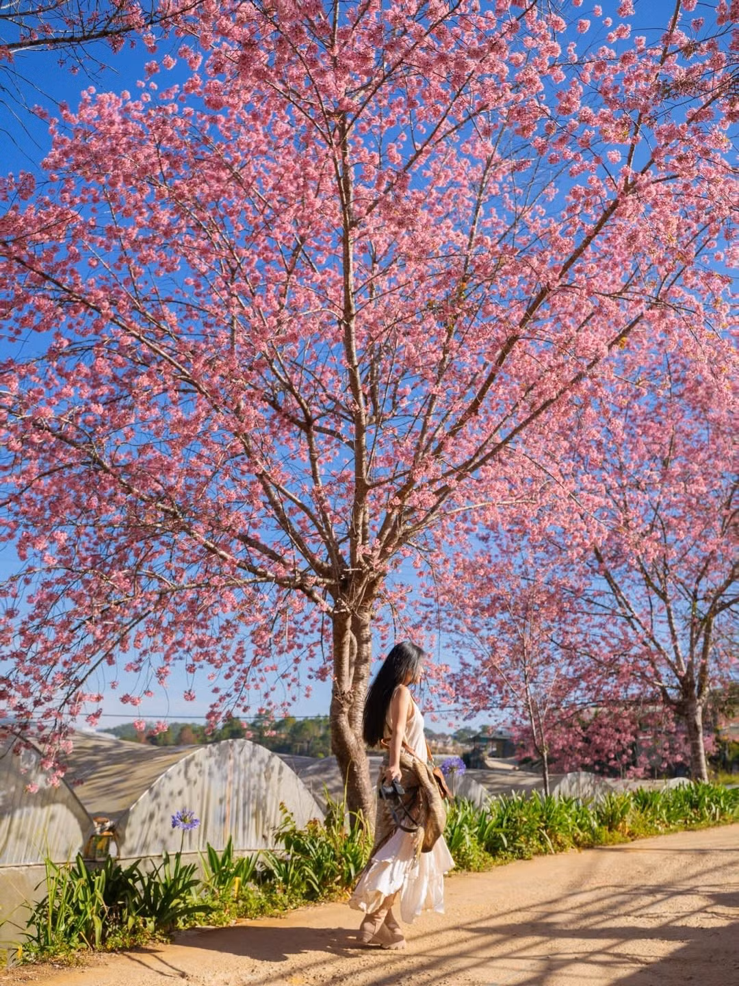 Những bức ảnh Lylychuu ngồi lặng yên đọc sách trên mái nhà xanh rêu, dưới tán hoa sà xuống thấp, hay lúc cô nàng nhẹ nhàng uyển chuyển bước đi gợi lên cảm giác bình yên đến lạ kỳ. (Ảnh: IGNV)