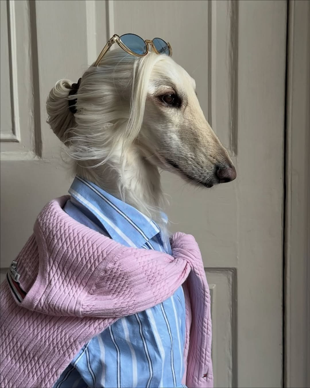 Với hơn 143.000 người theo dõi trên TikTok và hàng chục nghìn fan trên Instagram, Samantha không chỉ là một con vật cưng, chú chó là một biểu tượng thời trang đích thực, nhiều người còn đặt biệt danh cho Samantha là "chú chó quý tộc".