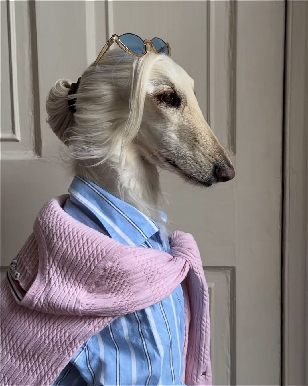 Với hơn 143.000 người theo dõi trên TikTok và hàng chục nghìn fan trên Instagram, Samantha không chỉ là một con vật cưng, chú chó là một biểu tượng thời trang đích thực, nhiều người còn đặt biệt danh cho Samantha là "chú chó quý tộc".