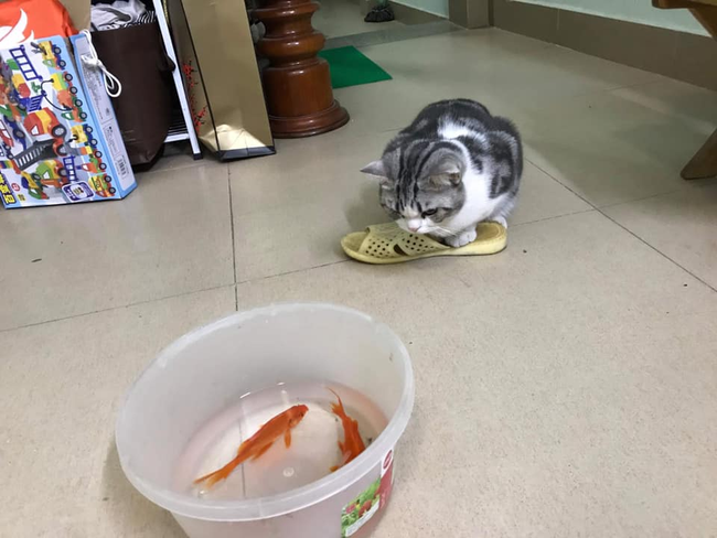 Mỗi dịp Tết ông Công ông Táo (23 tháng Chạp), hình ảnh những chú cá chép đỏ rực rỡ được chuẩn bị để đưa tiễn các vị thần về trời là một nét đẹp văn hóa không thể thiếu của người Việt.