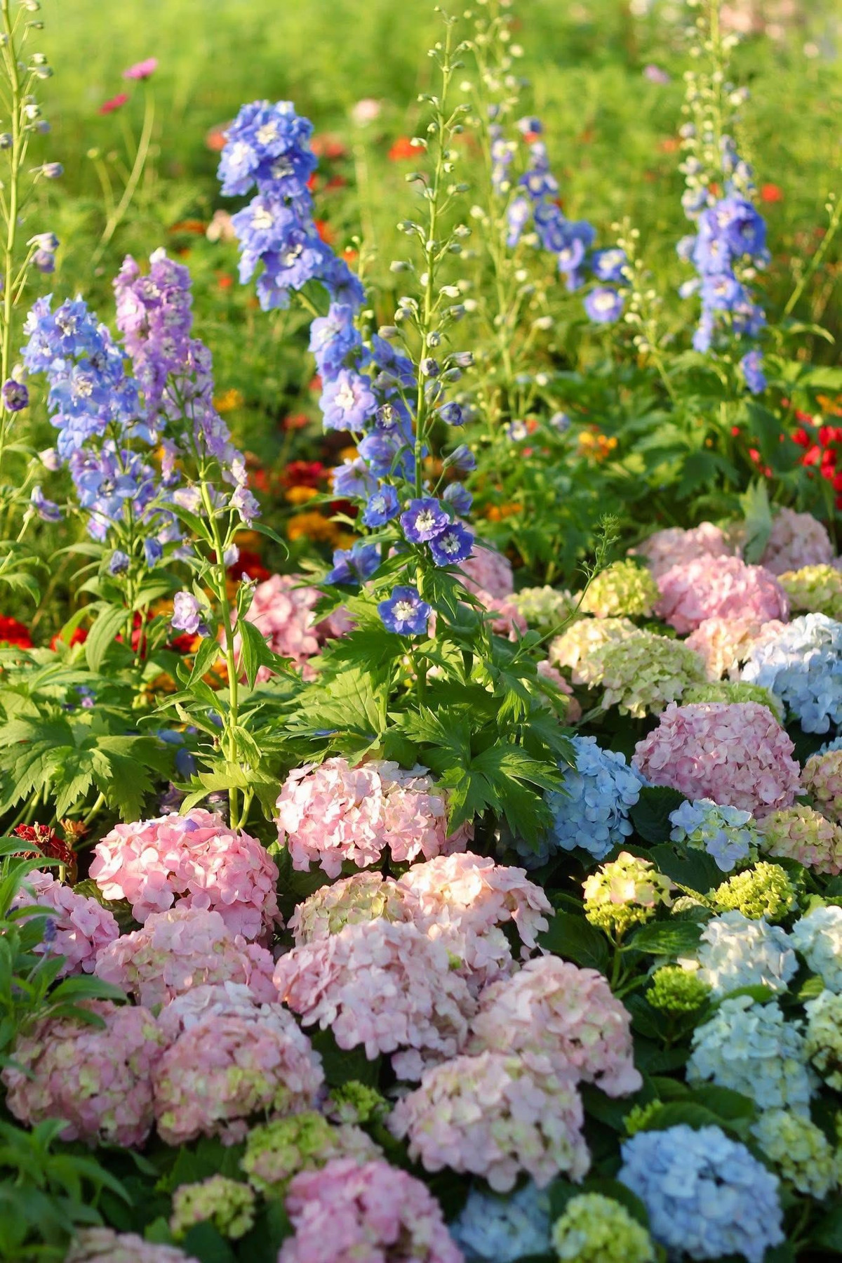 Những đóa hoa hình chuông của hoa mao địa hoàng vươn cao kiêu hãnh với sắc tím, trắng rủ xuống đầy nét thơ mộng.