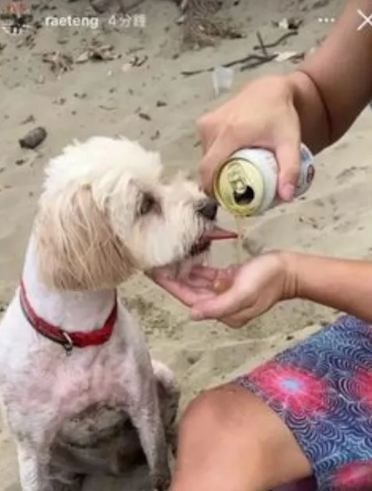 Trong bài đăng, Nhược Doanh còn đăng kèm đoạn clip ghi lại cảnh một chú chó được cho uống bia. "Nó uống say rồi cứ sủa liên tục", cô chú thích. (Ảnh: IG @raeteng)
