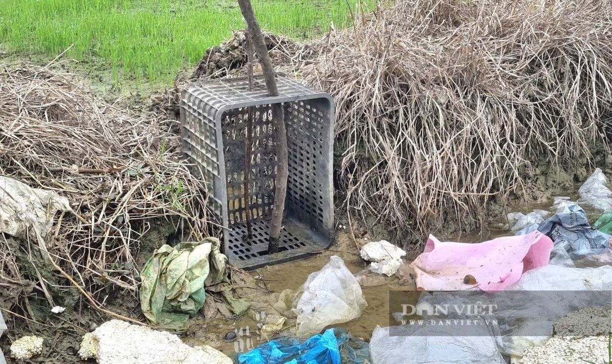 Dùng sọt nhựa ngăn không cho rác thải theo dòng nước vào ruộng lúa. Ảnh: Vũ Thượng