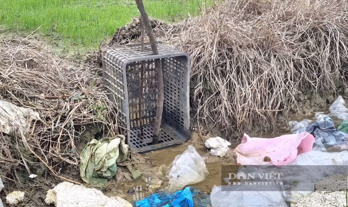 Dùng sọt nhựa ngăn không cho rác thải theo dòng nước vào ruộng lúa. Ảnh: Vũ Thượng