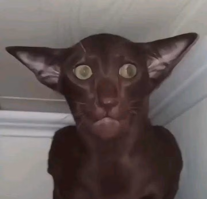 Một chú mèo thuộc giống Oriental Shorthair (mèo lông ngắn Phương Đông) màu nâu sẫm, với đôi tai to ngoại cỡ và ánh mắt kinh ngạc, trợn tròn.