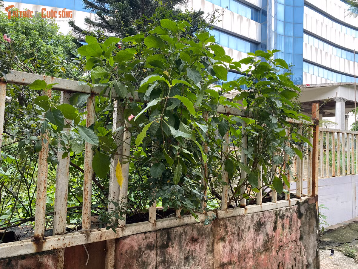 Cỏ dại mọc rậm rạp như một khu rừng nhỏ ngay bên trong khuôn viên bệnh viện. Thậm chí nhiều cây cối không được cắt tỉa còn vươn ra khỏi hàng rào sắt bên ngoài.