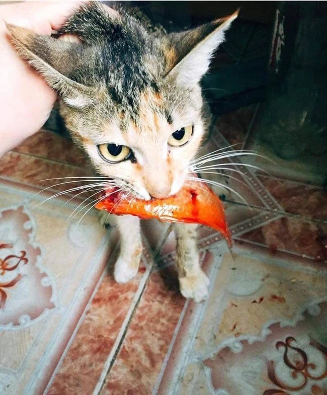 Có những trường hợp "dở khóc dở cười" khi các chú mèo đã nhanh chân thực hiện ý đồ. Hình ảnh một chú mèo tam thể ngậm chặt chú cá chép trong miệng khiến dân mạng vừa thương cho gia chủ, vừa không nhịn được cười.