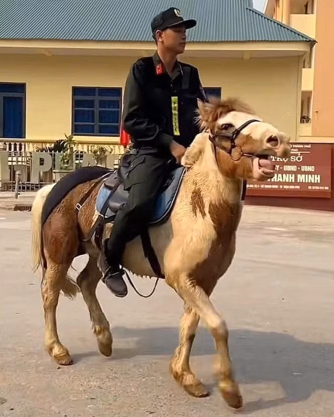 Chú ngựa Út Ngáo là cái tên không còn lạ lẫm với cư dân mạng, từng là "hiện tượng mạng" trong các kỳ diễu binh trước.