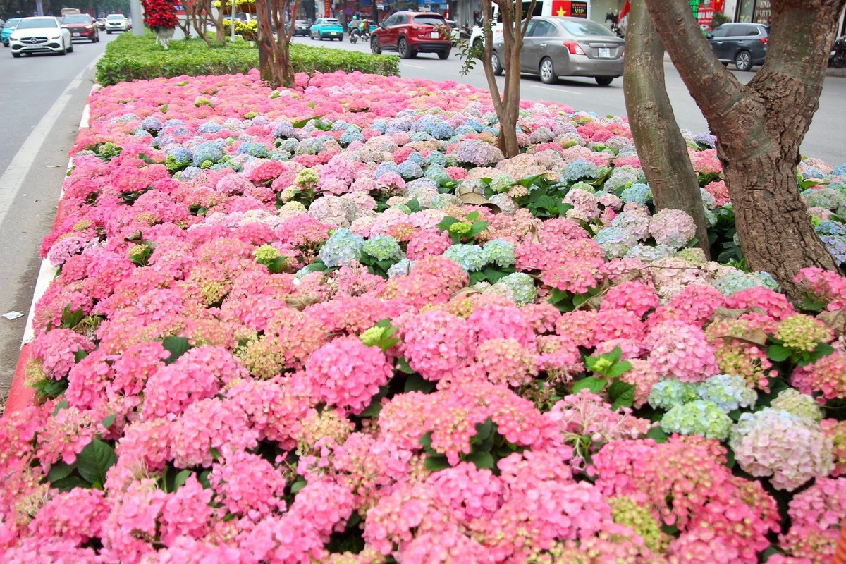 Cẩm Tú Cầu vốn là loài hoa đặc trưng của xứ lạnh Đà Lạt, nhưng năm nay, loài hoa này đã được mang về trang hoàng rực rỡ trên đường phố Hà Nội để chào đón Tết 2026.